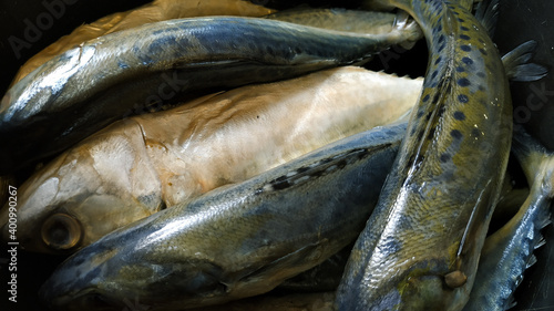 senangin fish (Eleutheronema tetradactylum) that have been cleaned. fish ready to be fried photo