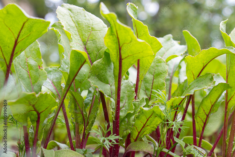 Beet leaf. Fresh green beet leaves or beet seedlings. Close-up beet leaves growing in the garden bed. Beet leaf field Beet leaf. Fresh green beet leaves or beet seedlings. Close-up beet leaves growing in the garden bed. Beet leaf field