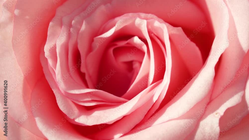 Selective focus Softly Pink Rose flower on Rose garden background, Close up shot pink roses flowers valentine concept. Selective focus Softly Pink Rose flower on Rose garden background, Close up shot pink roses flowers valentine concept.