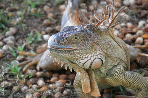 brown iguana lying on stones