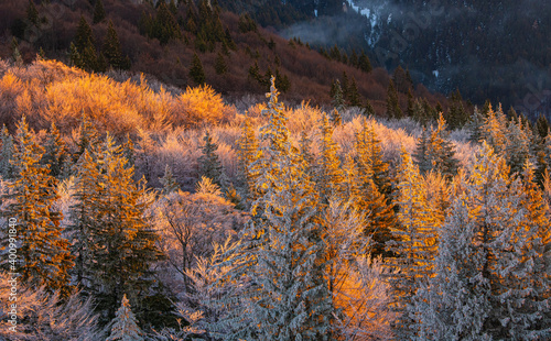 Winter trees in a forest with snow on them during an amazing warm sunrise light at the bottom of the mountains