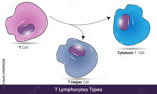 Differentiation of T cells into Helper t cell and Cytotoxic t cell vector illustration design eps, types of T lymphocytes of immune system. 