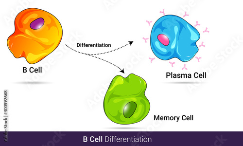 differentiation of B cell or b lymphocyte into memory cell a antibody producing plasma cell, vector illustration design eps n white background