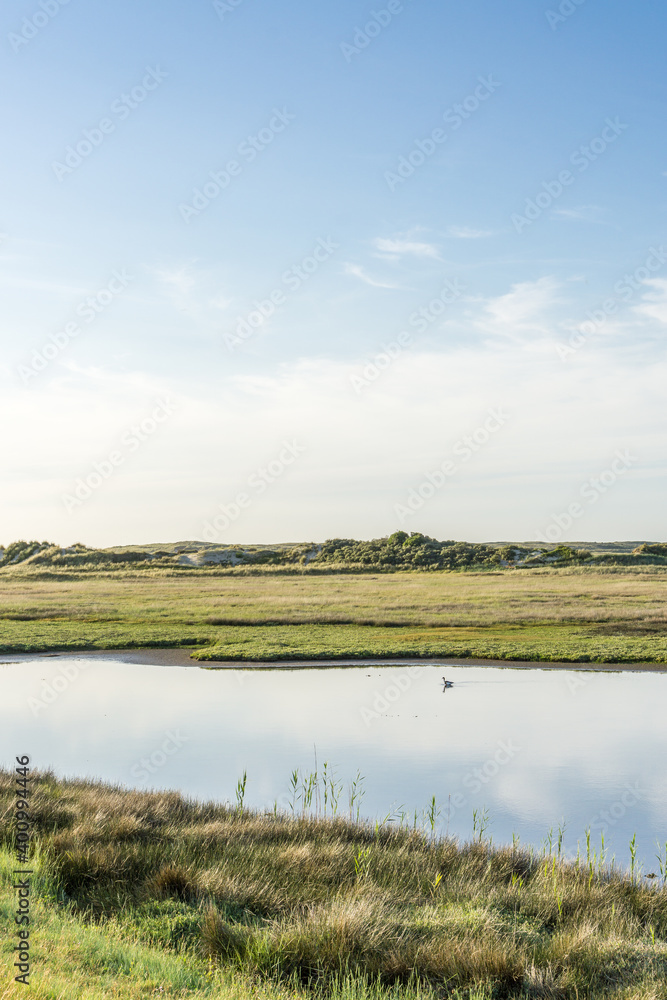 A lonely duck sitting in a small pond  in the nature reserve 