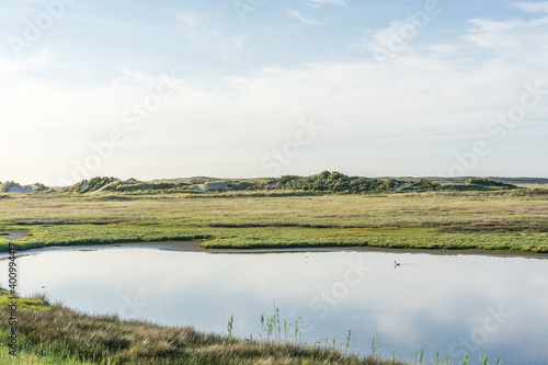 A lonely duck sitting in a small pond  in the nature reserve  De Slufter  on the Dutch island of Texel.