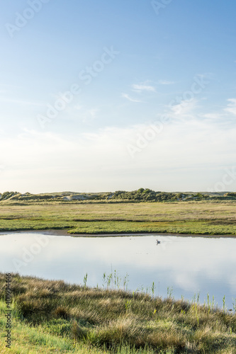 A lonely duck sitting in a small pond in the nature reserve "De Slufter" on the Dutch island of Texel.