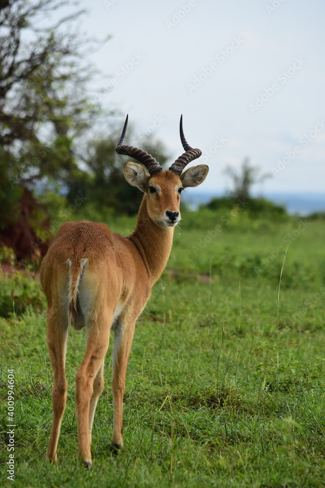 Impala enjoys the time in the green, lush fields in Uganda. Safari in Africa. Antelope with horns in the wild. Wildlife in the savanna Impala enjoys the time in the green, lush fields in Uganda. Safari in Africa. Antelope with horns in the wild. Wildlife in the savanna