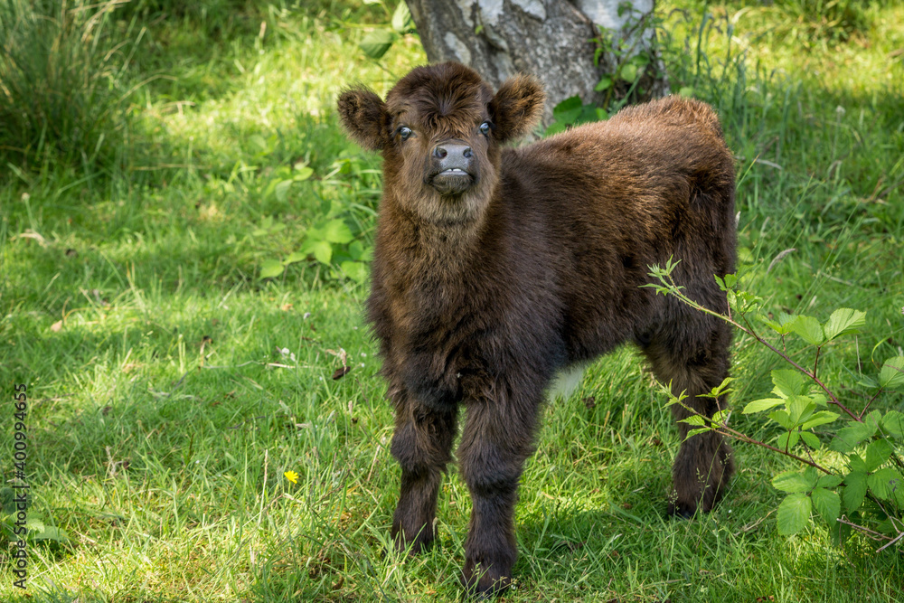 A cute and curious young Scottish highlander calf in the national park A cute and curious young Scottish highlander calf in the national park