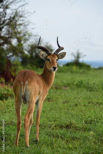 Impala enjoys the time in the green  lush fields in Uganda. Safari in Africa. Antelope with horns in the wild. Wildlife in the savanna