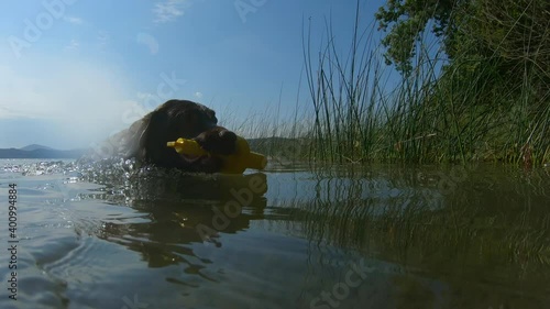 Dog is swimming in the lake
