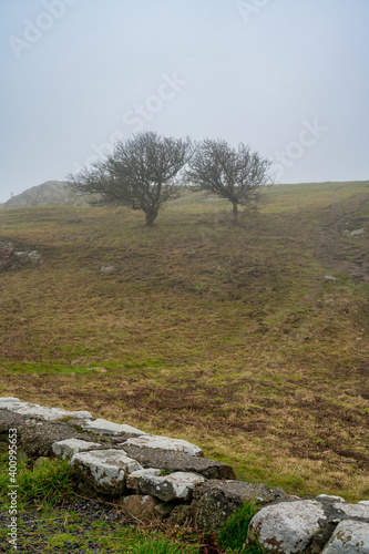 Two trees in a misty landscape. Picture from Kullen nature reserve, Scania county, Sweden