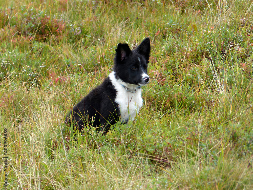 Dog at a an alpine hut Dog at a an alpine hut