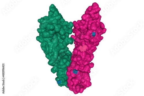 Crystal structure of human CD33, 3D surface model of homodimer with differently colored chains, white background