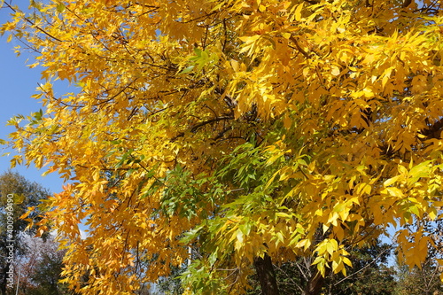 Colorful autumnal foliage of Fraxinus pennsylvanica against blue sky in October photo