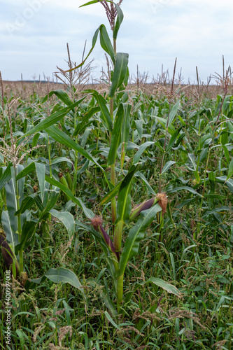 corn field in the morning hours of ripening