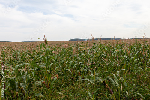 cornfield to the horizon