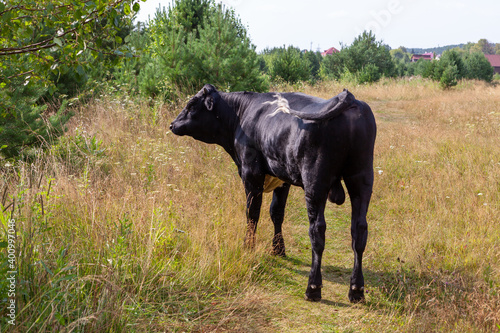 One-year-old, strong, black bull grazing in a meadow