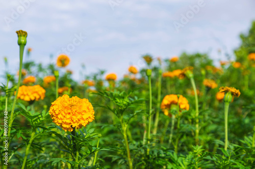 .Marigold fields in the morning