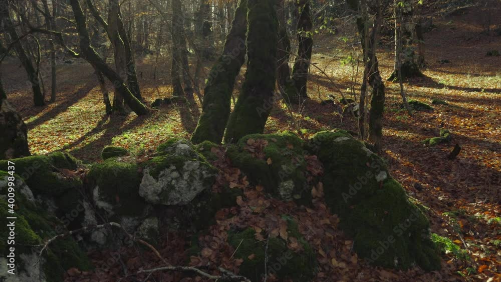 Fallen autumn leaves amidst rocks with moss. Fallen autumn leaves amidst rocks with moss.