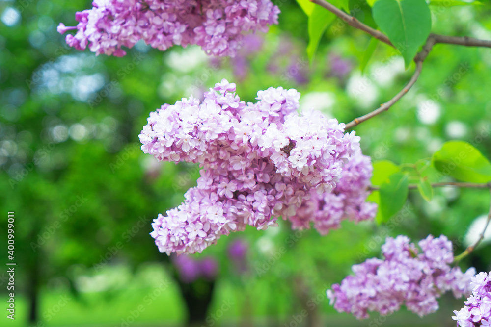 Obraz premium Blooming lilac flowers