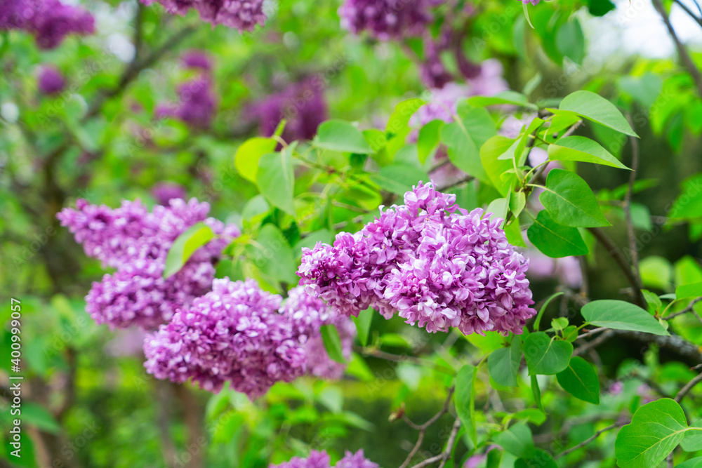 Blooming lilac flowers