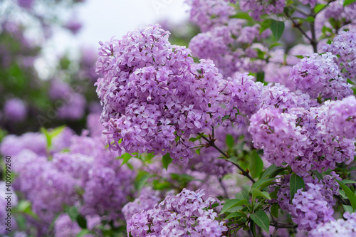 Stampa su tela Blooming lilac flowers