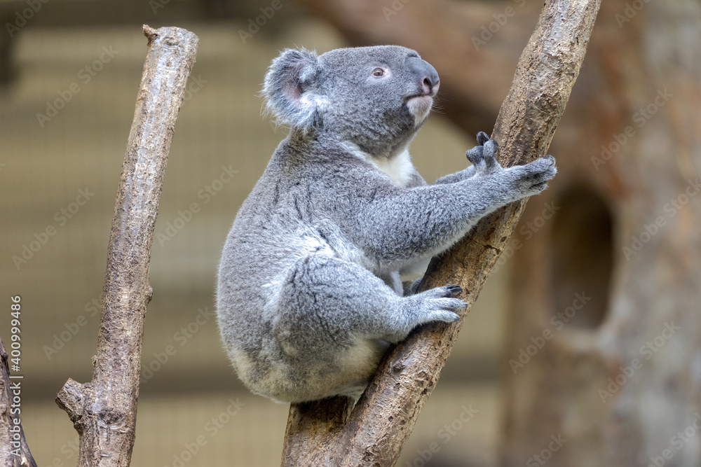 Fototapeta premium コアラ, Koala