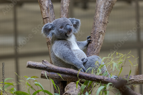 Photography コアラ, Koala