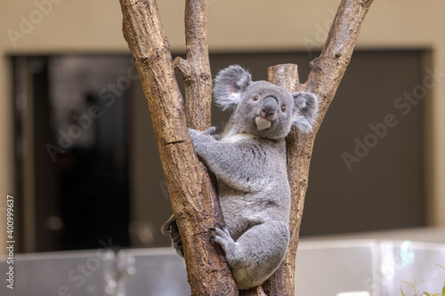 Photography コアラ, Koala