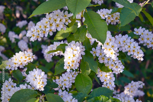 Background of blooming beautiful flowers of white bird cherry on a sunny day close up.