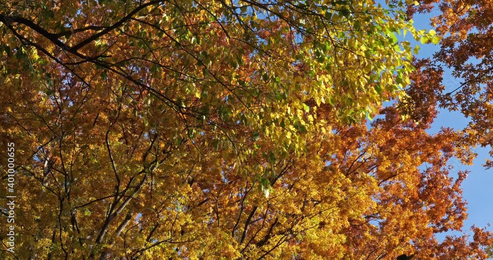 Japanese zelkova known as Japanese elm or keyaki Japanese zelkova known as Japanese elm or keyaki
