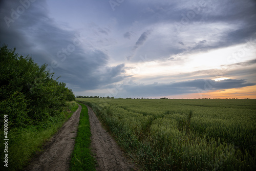 Wheat fields with a long road and beautiful sunset sky with thunderstorm clouds.