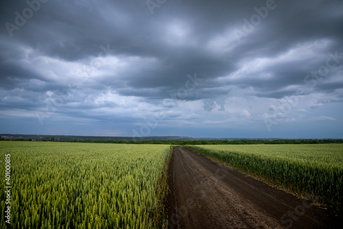 Wheat fields with a long road and beautiful sunset sky with thunderstorm clouds.