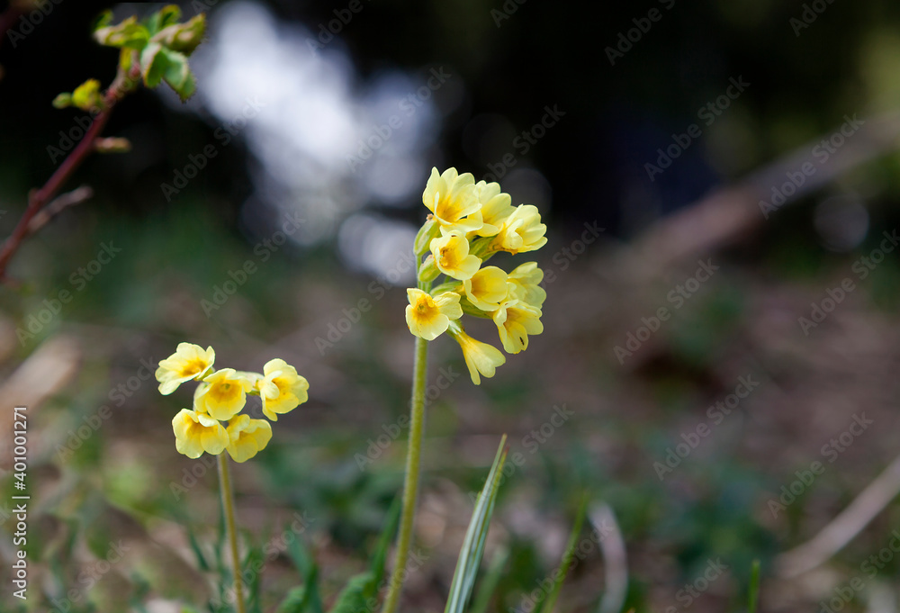 Obraz premium Primroses on a meadow
