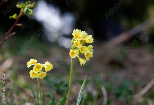 Primroses on a meadow
