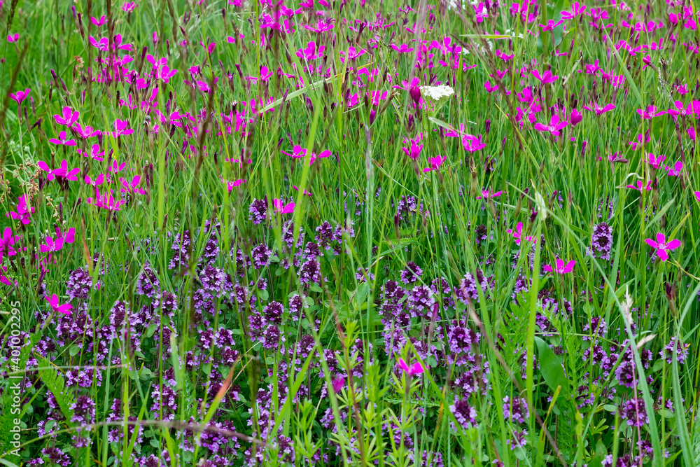  wildflowers on a field of different colors thyme