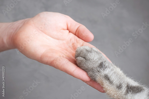 Gray striped cat's paw and human hand on a grey background. The concept of friendship of a man with a pet, caring for animals. Minimalism, feed on top, place for text.