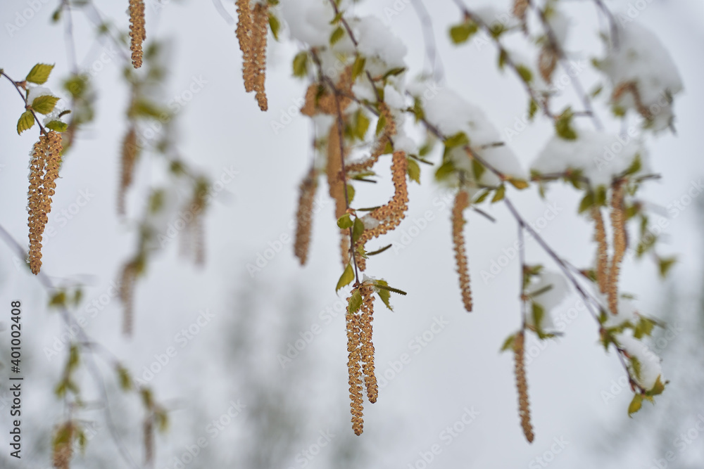 branches in winter branches in winter