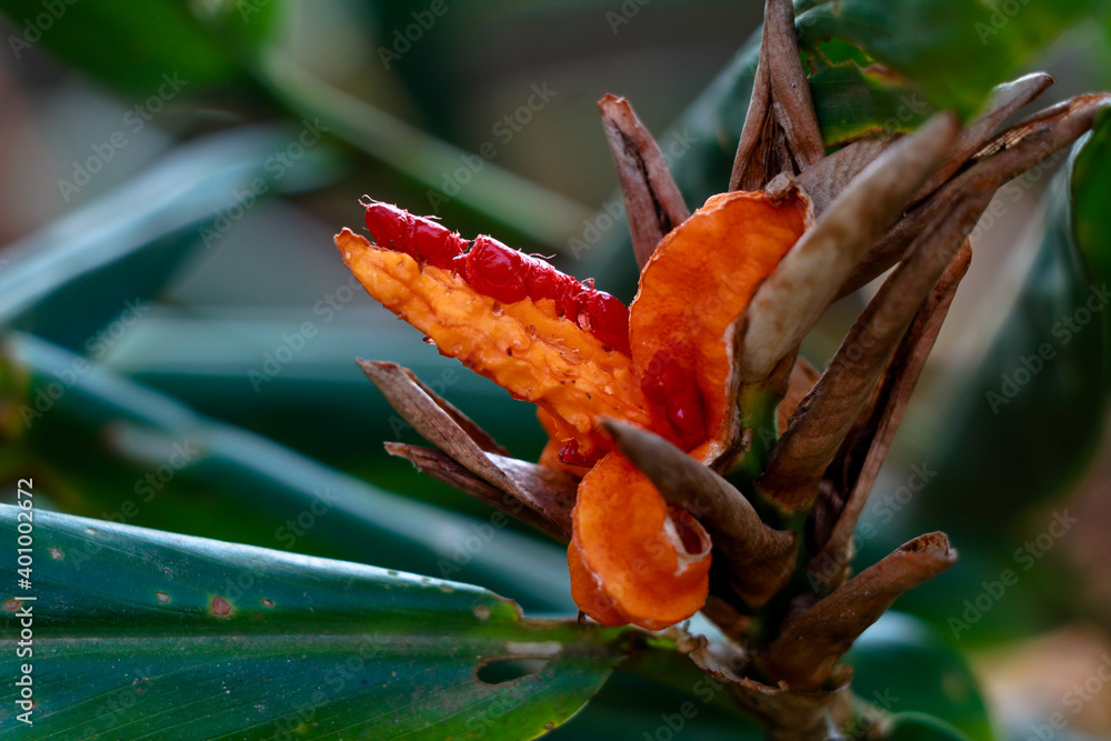 Red Color Seeds Of Garland Lily Or Ginger Lily Selective Focus Stock Photo Adobe Stock