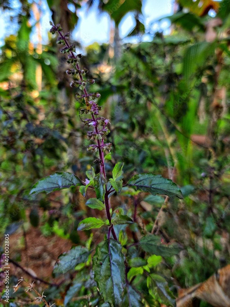Ayurveda medicinal plant Ayurveda medicinal plant