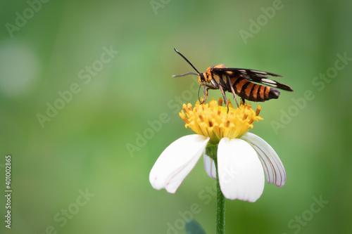 Wasp moth pollinating on daisy flowers