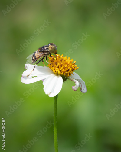 Hoverfly sitting on white flowers in the morning