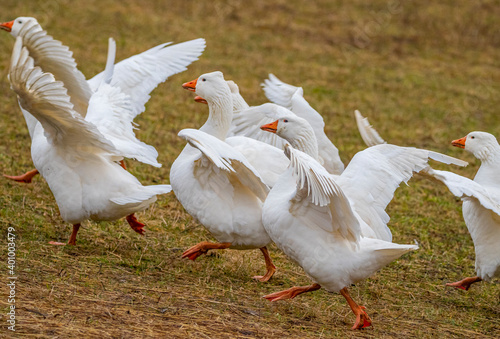 white geese on the farm