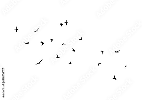 Flock of flying birds isolated on white background.