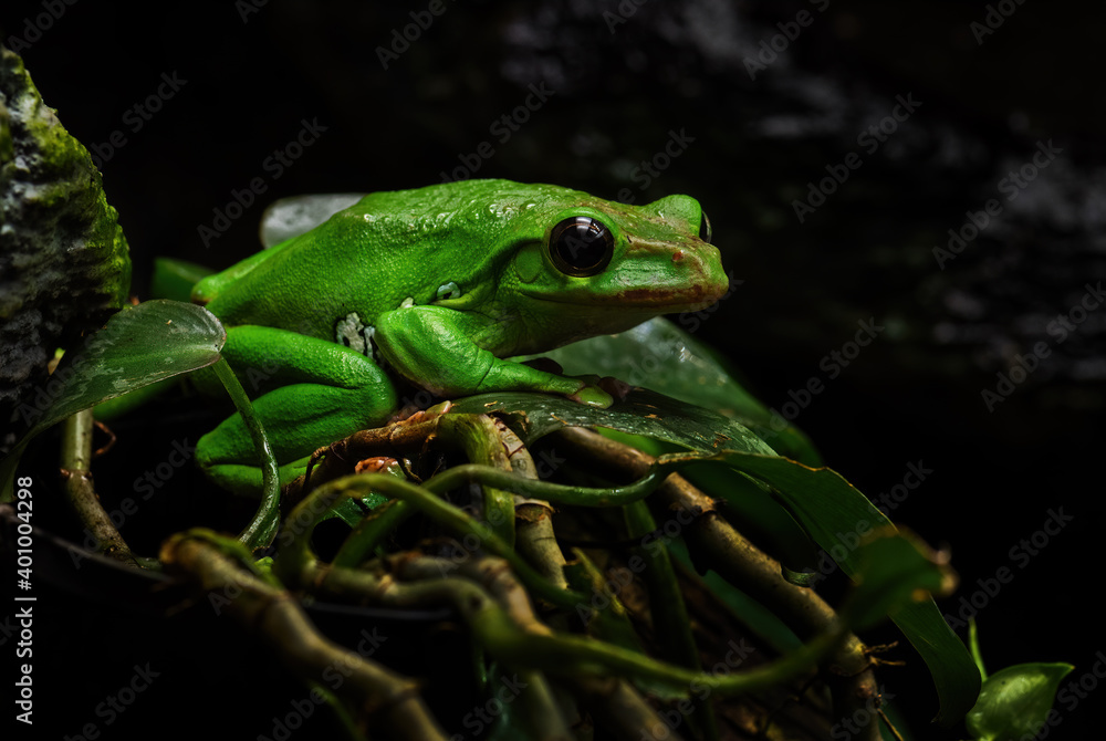 Chinese Flying Frog - Zhangixalus dennysi, beautiful green frog from East Asian forests, China. Chinese Flying Frog - Zhangixalus dennysi, beautiful green frog from East Asian forests, China.