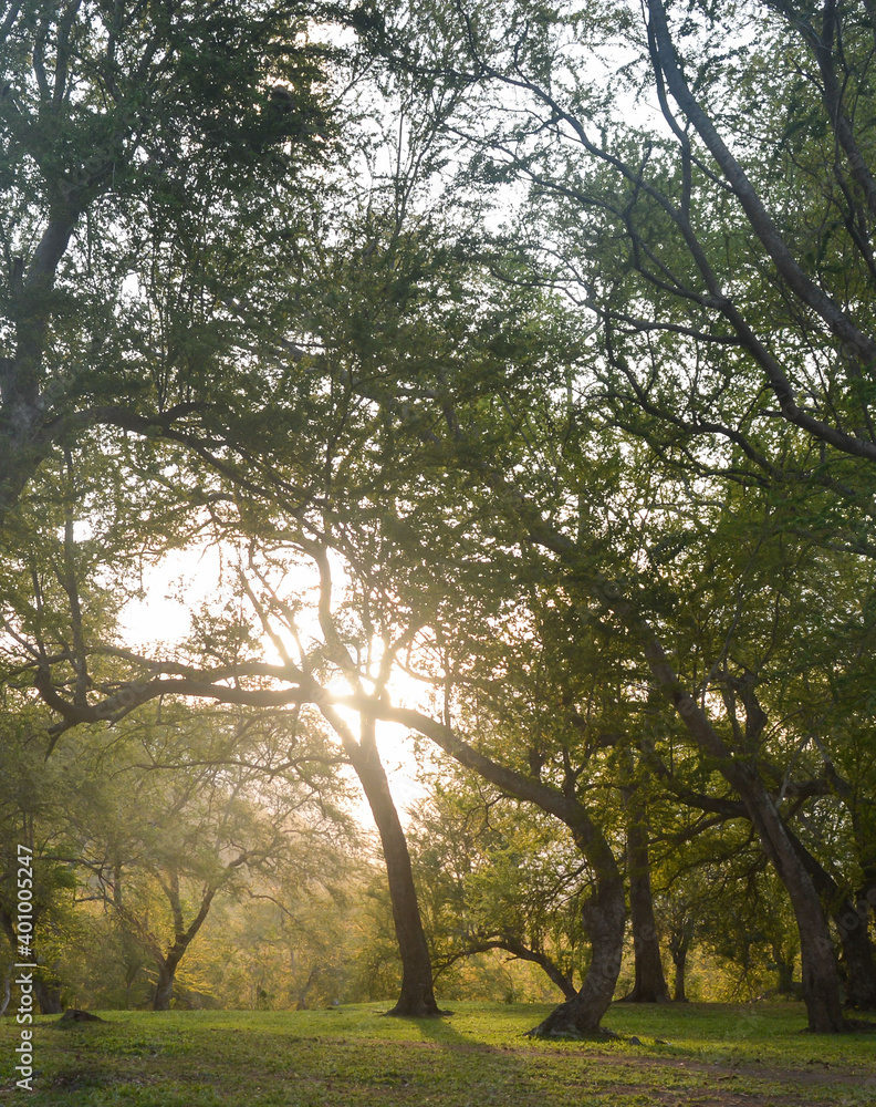 Fototapeta premium morning in the forest