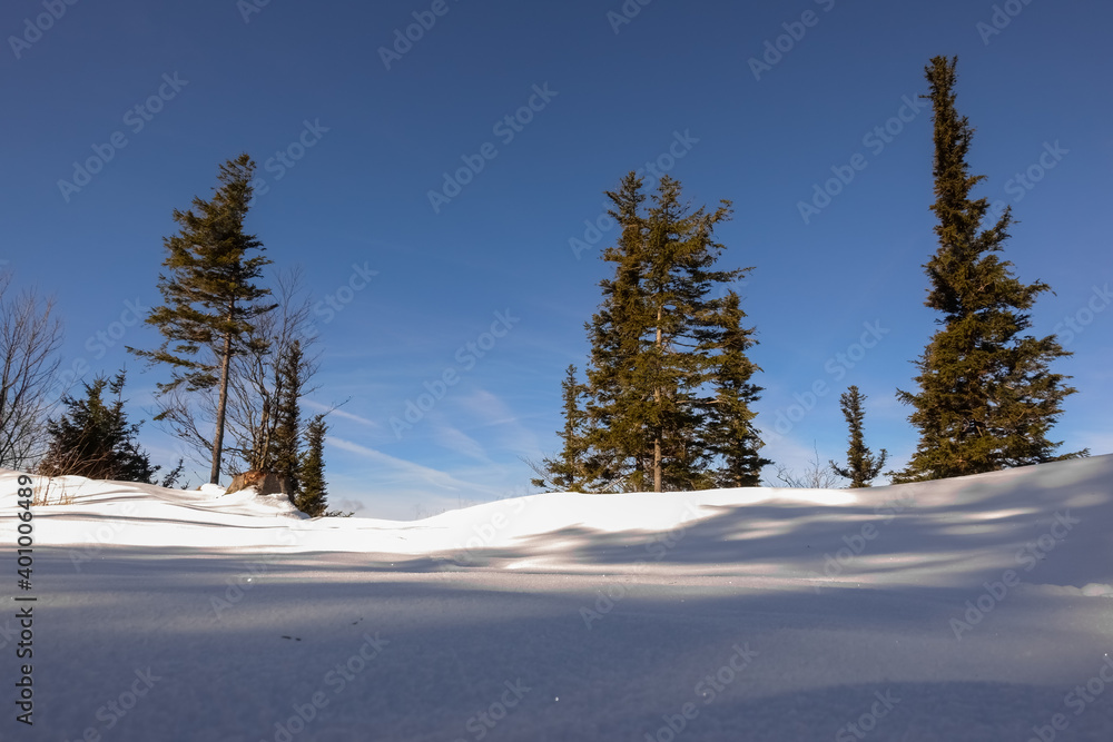 snow landscape with sun and shadow with pinetrees at blue sky