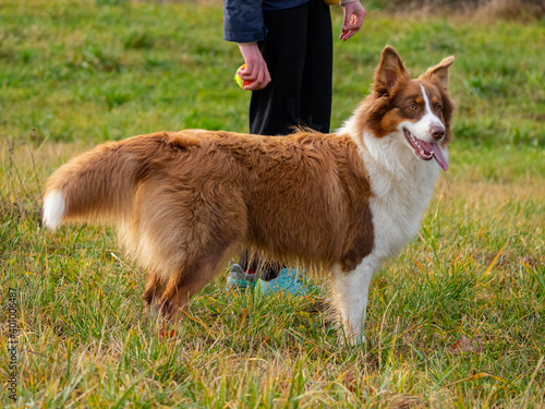 young australian shepherd dog and a girl - dog training with ball