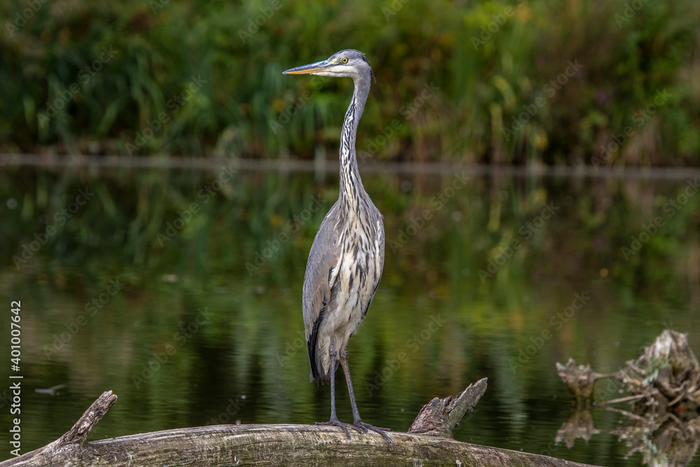 Naklejka premium Graureiher (Ardea cinerea) Jungvogel