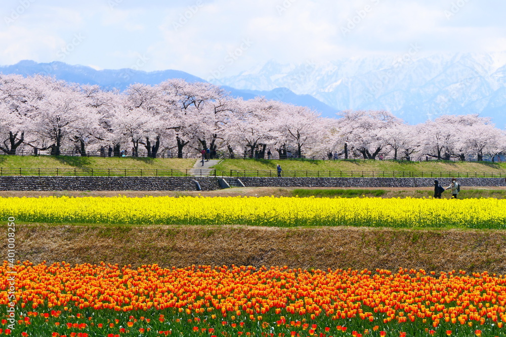 日本の春、舟川春の四重奏。朝日、富山、日本。４月中旬。